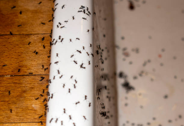 Trusted Gettysburg, PA Pest Control Experts